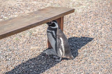 Magellanic penguin is searching for shadow from summer heat, Pun clipart
