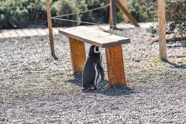 Magellansk pingvin söker skugga från sommarhetta, Pun — Stockfoto