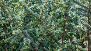 Genç ve yeşil ladin ağacı arka plan ve doku olarak, detaylar
