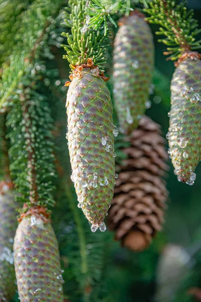 緑のトウヒの木のコーンは、それらの上に樹脂、クローズアップ、詳細 — ストック写真