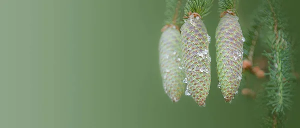 Banner with three perfect green Spruce Tree cones with resin on — Stock Photo, Image