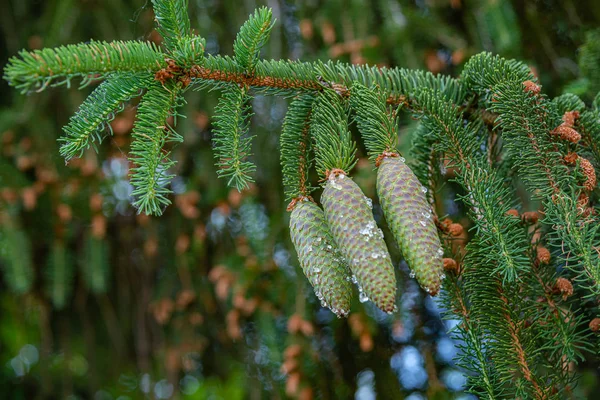 Grön gran kottar med harts på dem, närbild, detaljer — Stockfoto