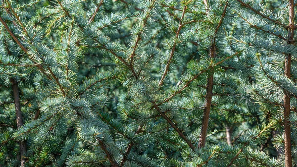 Ung vintergrön gran som bakgrund och struktur, detaljer — Stockfoto