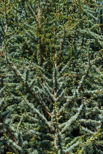 Genç ve yeşil ladin ağacı arka plan ve doku olarak, detaylar — Stok fotoğraf