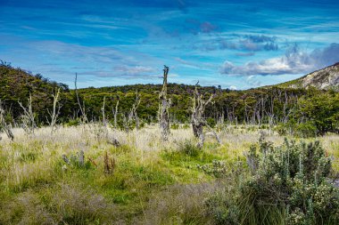 Tierra del Fuego Ulusal Parkı 'ndaki Sihirli Avustralya Ormanı, Beagle