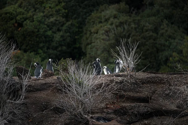 Beagle Channel landscape and Magellanic penguins at the Patagoni — Stockfoto