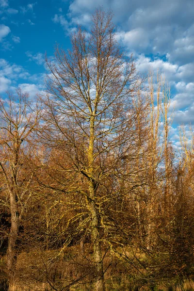 Floresta úmida colorida na Alemanha com musgo e líquen durante Winte — Fotografia de Stock