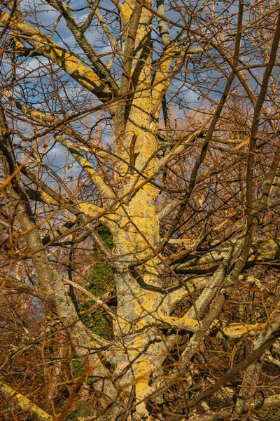 Bosque húmedo colorido en Alemania con musgo y liquen durante Winte —  Fotos de Stock