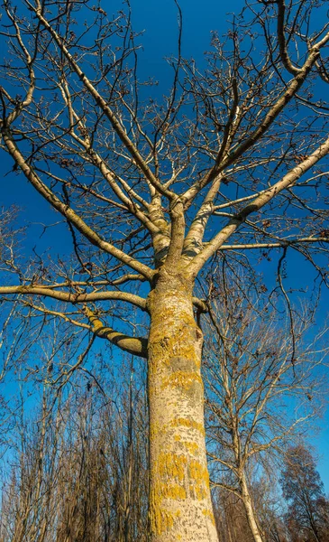 Uma árvore plana nua sem folhagem no inverno coberto com musgo um — Fotografia de Stock