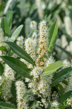 Güzel siyah kiraz (prunus serotine) çiçekle birlikte