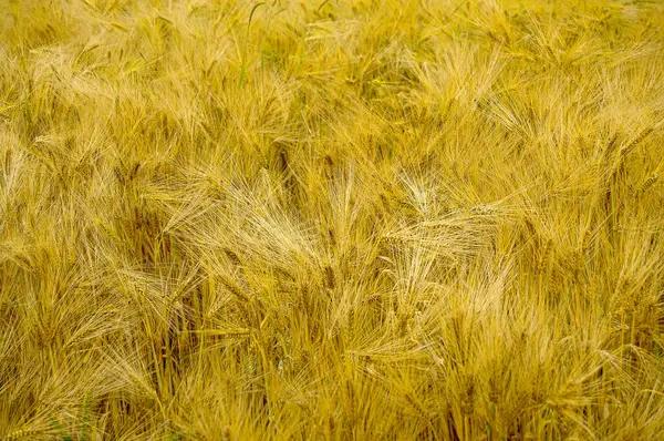 Вид на красивый желтый фермерский пшеничный пейзаж — стоковое фото