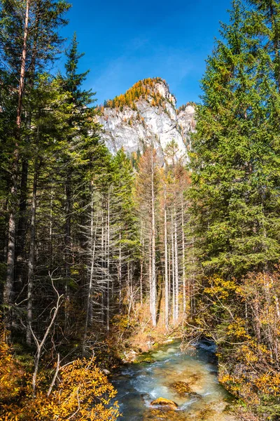 Varázslatos erdő Dolomitokban ősszel, Dél-Tirolban, Olaszországban — Stock Fotó