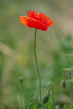 Haşhaş tarlasında bahar ruhu ve güzel doğa, şarkı söyle.