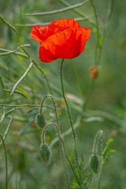 Haşhaş tarlasında bahar ruhu ve güzel doğa, şarkı söyle.