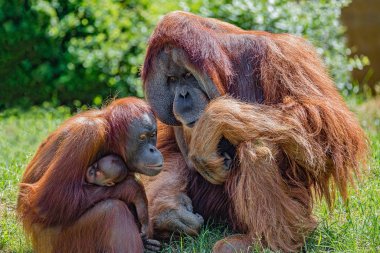 Asyalı orangutanların anne ve babalarının aile portresi.
