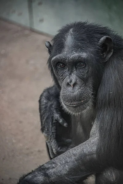 Retrato de lindo curioso chimpancé adulto maravillado — Foto de Stock