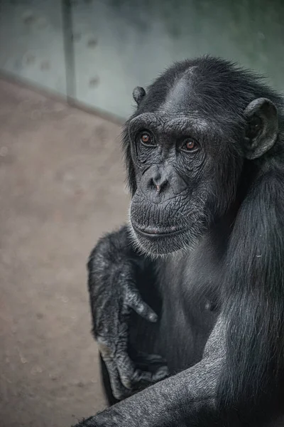 Retrato de lindo curioso chimpancé adulto maravillado — Foto de Stock