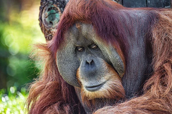 Titelblatt mit Porträt des alten asiatischen Orang-Utans, Alpha-Männchen, det — Stockfoto