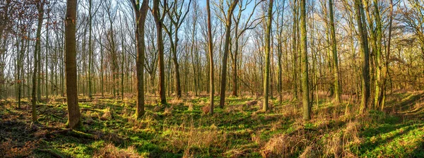 Panoramic view of early Spring forest covered with moss and lich — Stock Photo, Image