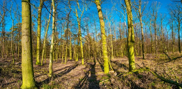 Panoramatický výhled na raný jarní les pokrytý mechem a lich — Stock fotografie