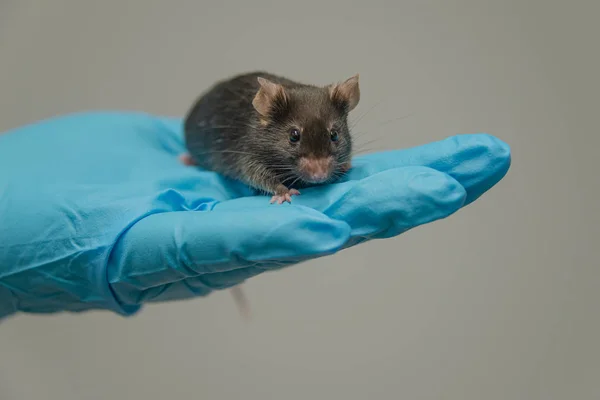 Laboratory black mouse is sitting at a person hand in cool blue glove
