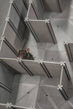 Siyah Fare laboratuarında plastik bir labirentte geziniyor.