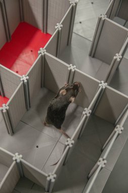 Laboratuvar faresi labirentte laboratuvar deneylerinde çalışıyor.