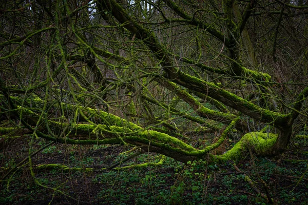 Kouzelný prastarý les na počátku jara pokrytý mechem — Stock fotografie