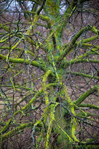 Πολύχρωμο υγρό δάσος στη Γερμανία με βρύα και λειχήνες κατά τη διάρκεια Winte — Φωτογραφία Αρχείου