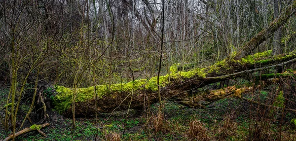 Kouzelný prastarý les na počátku jara pokrytý mechem a li — Stock fotografie