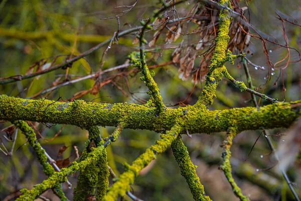 Cartão postal primavera com colorido mossed e liquefeito floresta molhada t — Fotografia de Stock