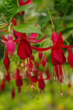 Hardy fuchsia 'nın güzel çiçekleri (sinek kuşu, Fuchsia magella