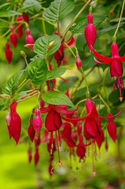 Hardy fuchsia 'nın güzel çiçekleri (sinek kuşu, Fuchsia magella