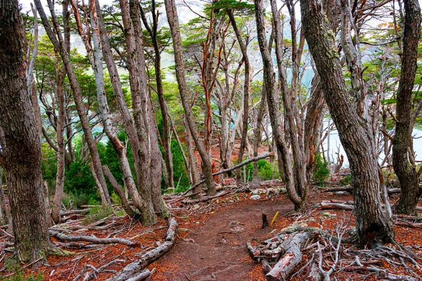 Magique austral Forêts subpolaires magellaniques et lagune turquoise — Photo