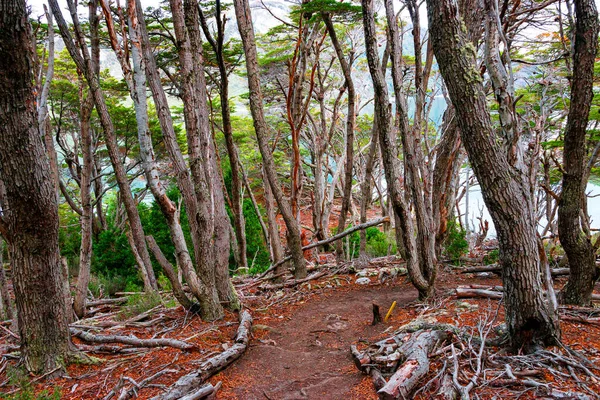 Magické australské subpolární lesy a tyrkysová laguna — Stock fotografie