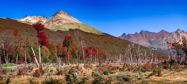 Panoramic view over magical austral forest, peatbogs and high mo — Stok fotoğraf