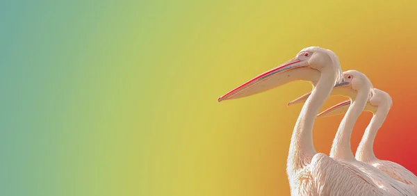 Banner Three Rosy Pelicans Symmetrically Aligned Tropical Colorful Smooth Gradient — Stock Photo, Image