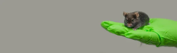 Баннер Лабораторной Черной Мышью Сидящей Человека Руке Токсичной Зеленой Флуоресцентной — стоковое фото