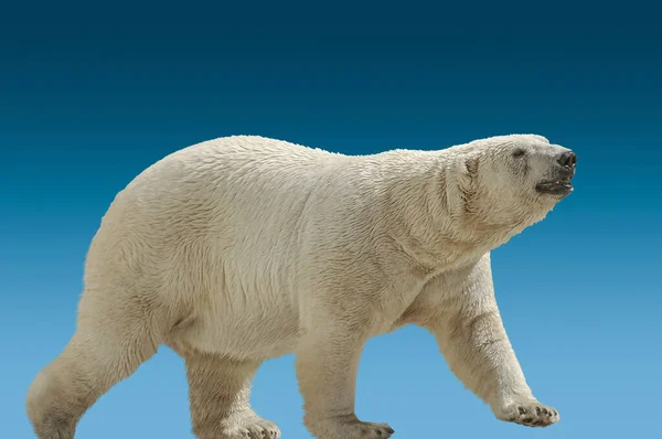 Огромный Мокрый Белый Медведь Изолирован Градиентном Голубом Фоне Неба Время Лицензионные Стоковые Фото