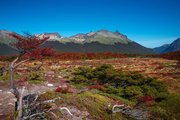 Panorámás Kilátás Varázslatos Ausztrál Erdőkre Tőzeglápokra Magas Hegyekre Tierra Del — Stock Fotó