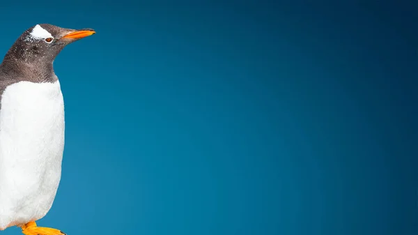 Баннер Смешным Пингвином Gentoo Изолированным Градиентно Синем Фоне Канал Бигл — стоковое фото