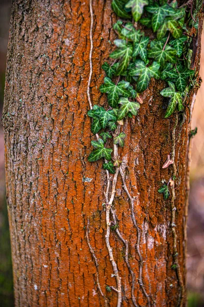 Casca Tronco Árvore Floresta Antiga Vermelha Laranja Colorida Coberta Com — Fotografia de Stock