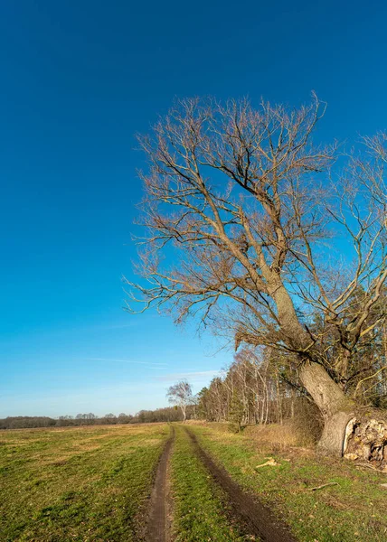 Venkovská Silnice Starý Opuštěný Opadavý Strom Divokým Borovicovým Lesem Vzadu — Stock fotografie