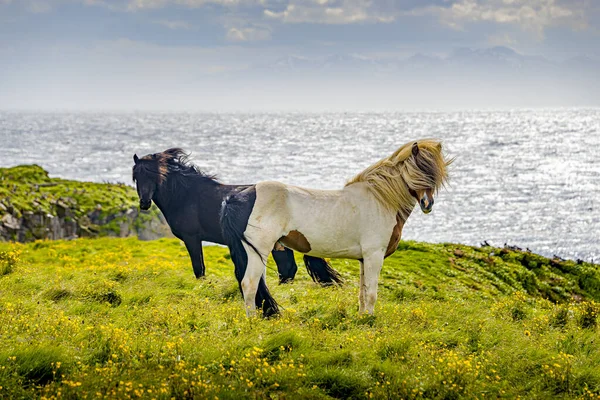 Two Icelandic Adult Horses Standing Meadow Field Front Ocean Fjords — Stock Photo, Image