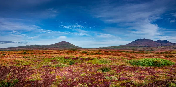 冰岛火山附近美丽的五彩斑斓的风景 有着古老的苔藓和苔藓 苔原花和草地 全景尽收眼底 — 图库照片