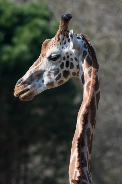 Portrait Une Girafe Africaine Adulte Marron Patché — Photo
