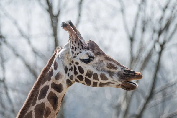 Portrait Une Girafe Africaine Adulte Marron Patché — Photo