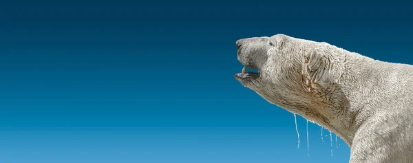 거대하고 공격적으로 으르렁 거리는 북극곰 배경에서 — 스톡 사진