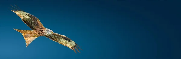 Banner Flying Red Kite Milvus Milvus Bird Full Wingspan Isolated — Stock Photo, Image