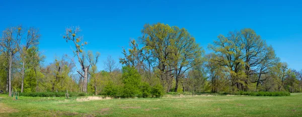 Panoramisch Uitzicht Bossen Het Centrale Stadspark Het Centrum Van Magdeburg — Stockfoto